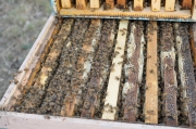 Les ruches pour récolter le miel de châtaignier verger d'Héphaïstos